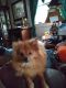 Pomeranian Puppies for sale in Fayetteville, GA, USA. price: NA