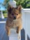 Pomeranian Puppies for sale in Rocky Hill, CT 06067, USA. price: NA