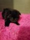 Pomeranian Puppies for sale in Montgomery, IN, USA. price: $600