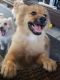 Pomeranian Puppies for sale in Polk City, FL 33868, USA. price: $500