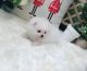 Pomeranian Puppies for sale in Cleveland, OH, USA. price: NA