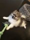 Pomeranian Puppies for sale in Township of Washington, NJ 07676, USA. price: $2,800