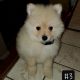 Pomeranian Puppies for sale in Paramount, CA, USA. price: $1,000