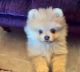 Pomeranian Puppies for sale in Springfield, OH, USA. price: NA