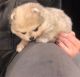 Pomeranian Puppies for sale in Somerville, MA, USA. price: NA
