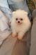 Pomeranian Puppies for sale in White Plains, NY, USA. price: NA