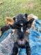 Pomeranian Puppies for sale in Odessa, TX, USA. price: $650