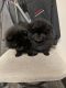 Pomeranian Puppies for sale in St Paris, OH 43072, USA. price: NA