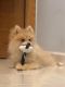 Pomeranian Puppies for sale in Brooklyn, NY, USA. price: $2,400