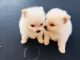 Pomeranian Puppies for sale in Covina, CA, USA. price: NA