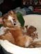 Pomeranian Puppies for sale in Woodbury Heights, NJ, USA. price: NA