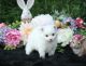 Pomeranian Puppies for sale in Warrenton, VA, USA. price: NA