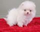 Pomeranian Puppies for sale in Louisiana St, Houston, TX, USA. price: NA