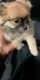Pomeranian Puppies for sale in Kansas City, MO, USA. price: NA