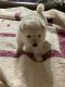 Pomeranian Puppies for sale in 8919 Brous Ave, Philadelphia, PA 19152, USA. price: $500