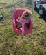 Pomeranian Puppies for sale in Ripley, NY 14775, USA. price: NA