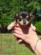 Pomeranian Puppies for sale in Magee, MS, USA. price: $30