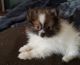 Pomeranian Puppies for sale in Endicott, NY 13760, USA. price: $1,000