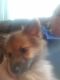 Pomeranian Puppies for sale in Clarksville, IN 47129, USA. price: NA