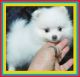 Pomeranian Puppies for sale in Baton Rouge, LA, USA. price: NA