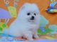 Pomeranian Puppies for sale in Seattle, WA, USA. price: NA