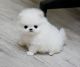 Pomeranian Puppies for sale in Lancaster, PA, USA. price: NA