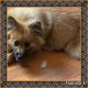 Pomeranian Puppies for sale in Dundalk, MD 21222, USA. price: $1,500