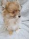 Pomeranian Puppies for sale in Kent, WA, USA. price: NA