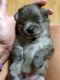 Pomeranian Puppies for sale in Porterville, CA 93257, USA. price: NA