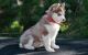 Pomeranian Puppies for sale in East Orange, NJ 07017, USA. price: NA