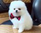 Pomeranian Puppies for sale in Texas City Dike, Texas City, TX, USA. price: NA