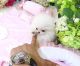 Pomeranian Puppies for sale in Missoula, MT, USA. price: $500