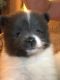 Pomeranian Puppies for sale in 7265 Colony Ln, Douglasville, GA 30135, USA. price: $850
