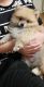 Pomeranian Puppies for sale in Rosemead, CA 91770, USA. price: NA