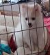 Pomeranian Puppies for sale in Pampa, TX 79065, USA. price: NA