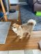 Pomeranian Puppies for sale in Littlestown, PA 17340, USA. price: NA
