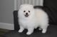 Pomeranian Puppies for sale in South Los Angeles, Los Angeles, CA, USA. price: NA