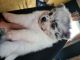 Pomeranian Puppies for sale in Bartow, FL, USA. price: $600