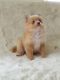 Pomeranian Puppies for sale in Illinois City, IL 61259, USA. price: NA