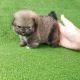Pomeranian Puppies for sale in Virginia City, NV 89440, USA. price: NA