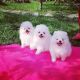 Pomeranian Puppies for sale in Virginia City, NV 89440, USA. price: NA