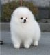 Pomeranian Puppies for sale in Salinas, CA 93906, USA. price: NA