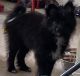 Pomeranian Puppies for sale in Brooklyn, NY, USA. price: $1,500