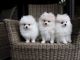 Pomeranian Puppies for sale in Seattle, WA, USA. price: $400