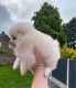 Pomeranian Puppies for sale in Clifton, NJ 07014, USA. price: $600