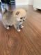 Pomeranian Puppies for sale in Clifton, NJ 07014, USA. price: $600