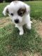 Pomeranian Puppies for sale in Hiram, GA, USA. price: $975