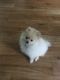 Pomeranian Puppies for sale in Denver, CO, USA. price: $7,203,640,000