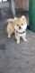Pomeranian Puppies for sale in Rosemead, CA 91770, USA. price: NA