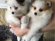 Pomeranian Puppies for sale in Albuquerque, NM, USA. price: $450